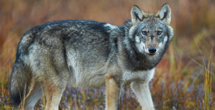Wolf © Niko Pekonen