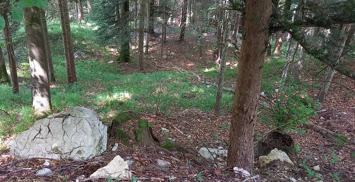 Là où des arbres sont abattus, on fait attention à ce que les surfaces où poussent les laîches restent ombragées.