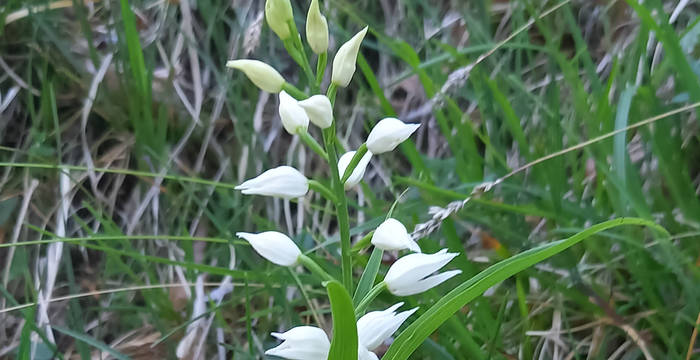 Auch weitere Arten wie die wilde Orchideenart Waldvögelein profitiert von den Aufwertungen. © Rahel Boss