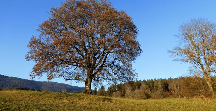 Eiche Twannberg © H.Rindlisbacher