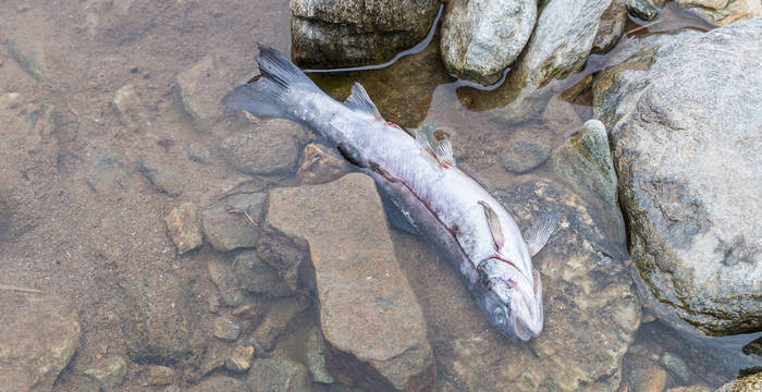 Truite morte dans un ruisseau de montagne