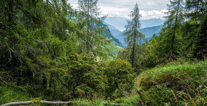 Wilder Wald TI © Matthias Sorg