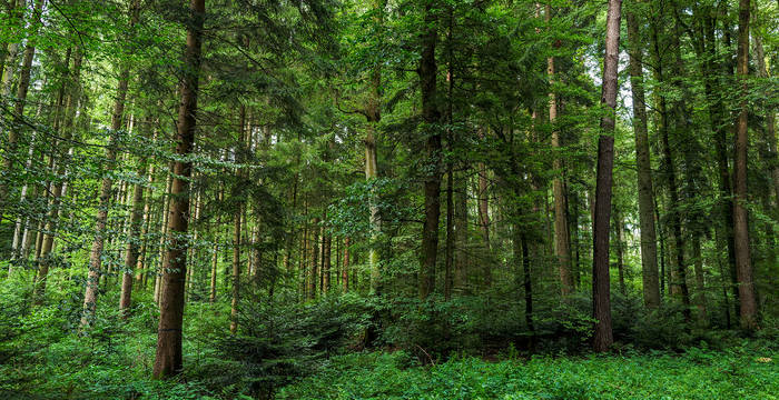 Cette forêt a un potentiel de réserve forestière