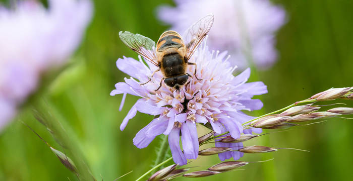 Fliege an Blume