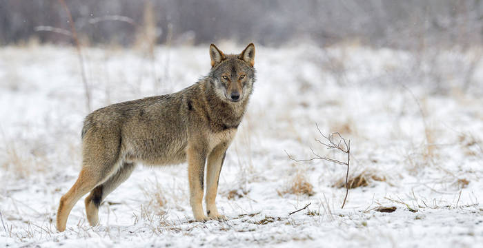 Wolf im Schnee