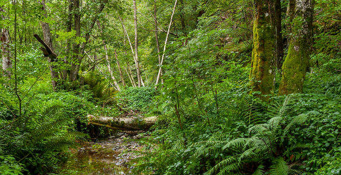 Foto Wildnis, Copyright Benoît Renevey