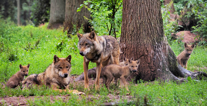 Wolfsfamilie