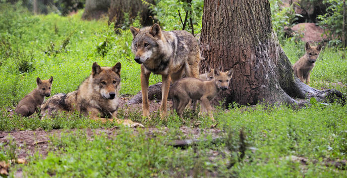 Wolfsfamilie