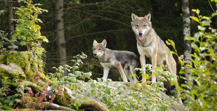 Wölfin mit Jungtier © iStock-9311093