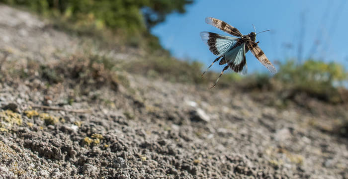 Un battito d’ali e subito l’arido ambiente in cui vive la cavalletta celeste si anima di colore. © Wolfgang Hock