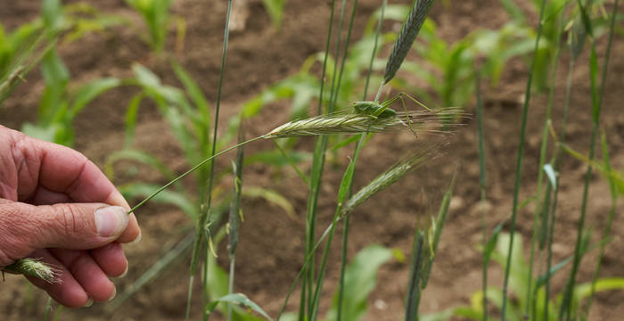 Weizenhalm mit Grashüpfer, Copyright Pro Natura