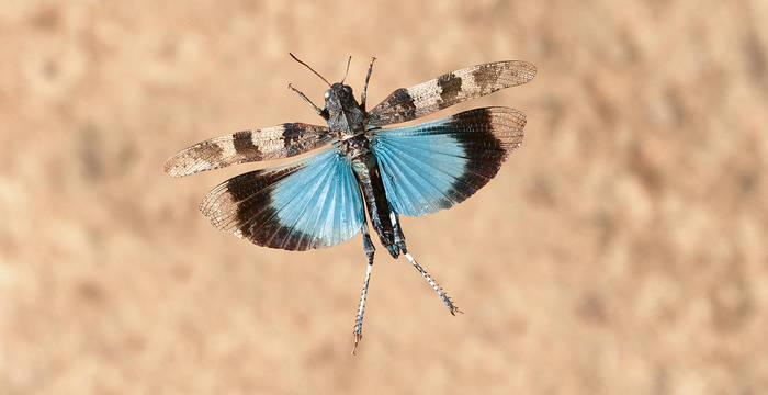 Blaufügelige Ödlandschrecke