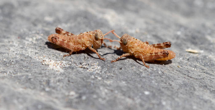 Larven der Blauflügeligen Ödlandschrecke, frisch geschlüpft aus den im Vorjahr abgelegten Eiern. Die Larven werden sich auf ihrem Weg zum erwachsenen Tier mehrmals häuten.