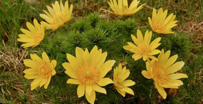 Adonis vernalis