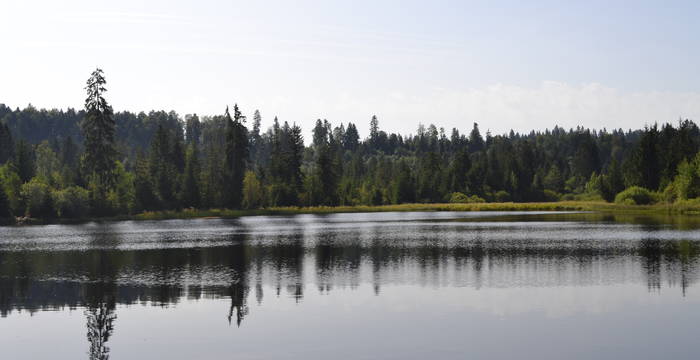Paysage avec forêt