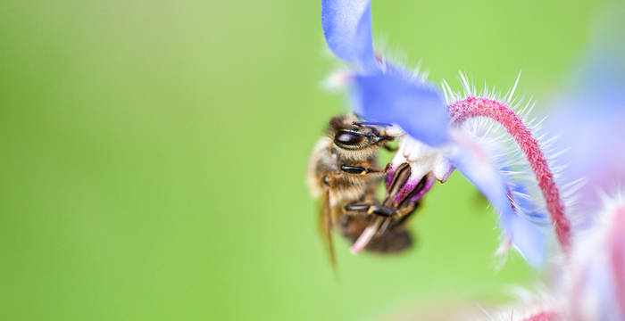 Abeille sur une fleur de bourrache