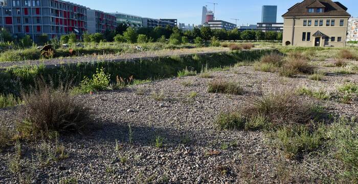 Die Blauflügelige Ödlandschrecke braucht sonnige, trockene Flächen mit karger Vegetation. Gezielte Pflegemassnahmen sichern solche Lebensräume auch im Siedlungsgebiet (Erlenmatt, Basel).