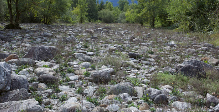 Nelle zone golenali dinamiche possono crearsi ambienti naturali congeniali all’animale dell’anno 2023 (greto alluvionale della Verzasca nella riserva naturale delle Bolle di Magadino). © Andrea Persico