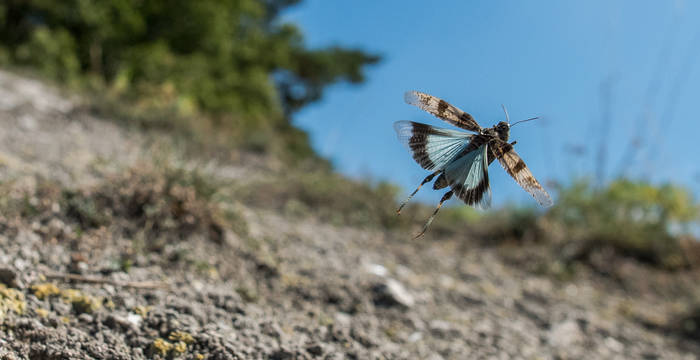 Blauflügelige Ödlandschrecke