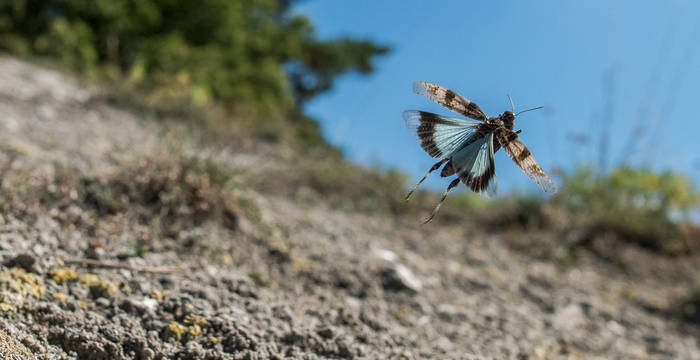 Blauflügelige Ödlandschrecke (Oedipoda caerulescens) 