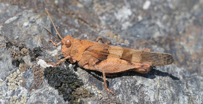 La cavalletta celeste (Oedipoda caerulescens) è stata eletta animale dell’anno 2023. Di casa in ambienti caldi, secchi, ricchi di specie e in continuo mutamento, è l’ambasciatrice dei paradisi naturali effimeri. © Dieter Thommen