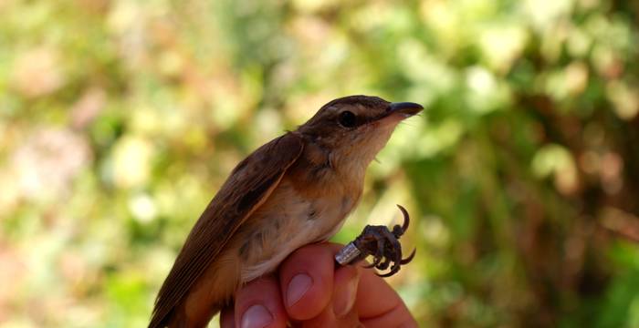 Oiseau bagué dans une main 