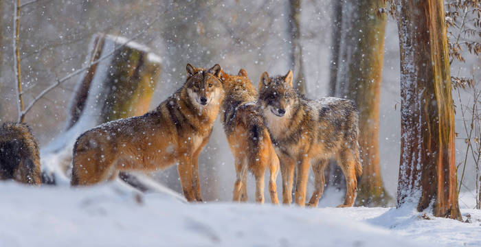 Wölfe im Schnee. Copyright Blickwinkel / R. Linke