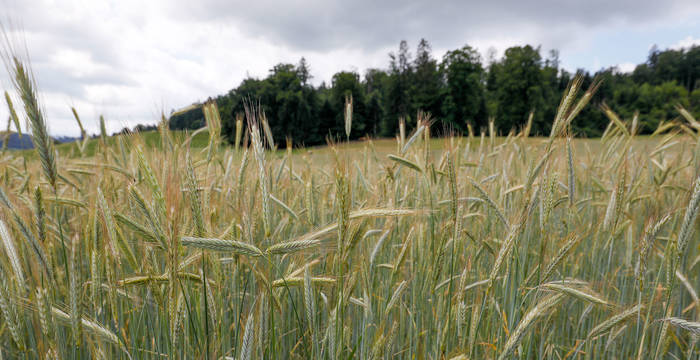 Champ de céréales, Copyright Matthias Sorg