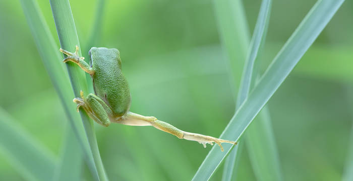 Laubfrosch © Astrid Hauzenberger