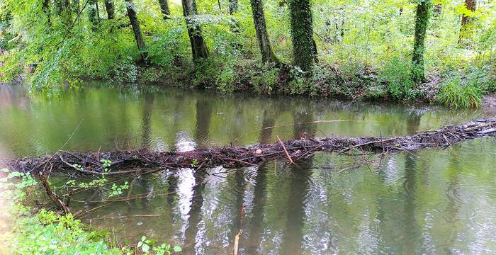 Biberdamm bei Buchrain