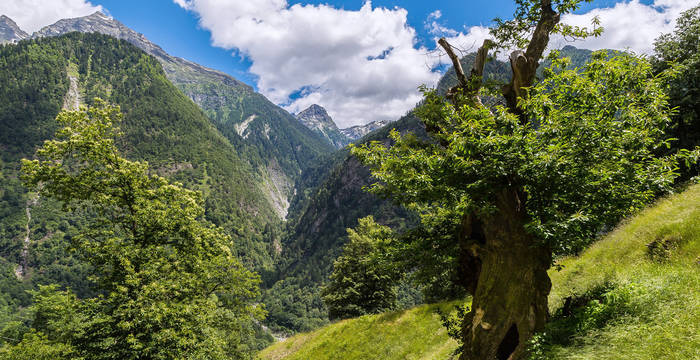 Ferienarbeitswoche, uralter Kastanienbaum in den Selven von Soazza © Stiftung Umwelteinsatz
