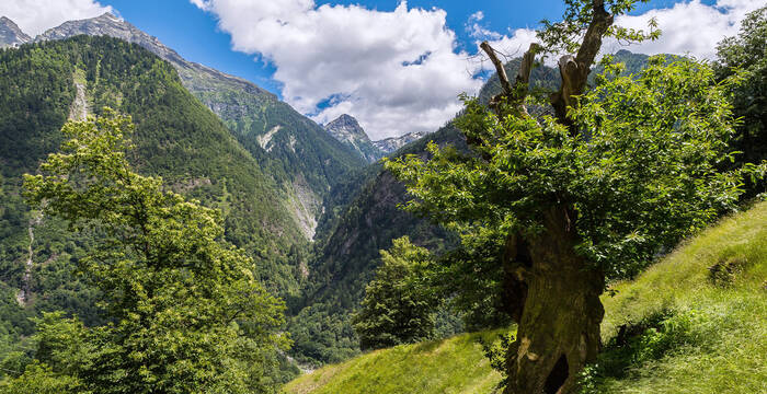 Vacances en faveur de la nature, vieux châtaignier dans les forêts de Soazza © Fondation Actions Environnement