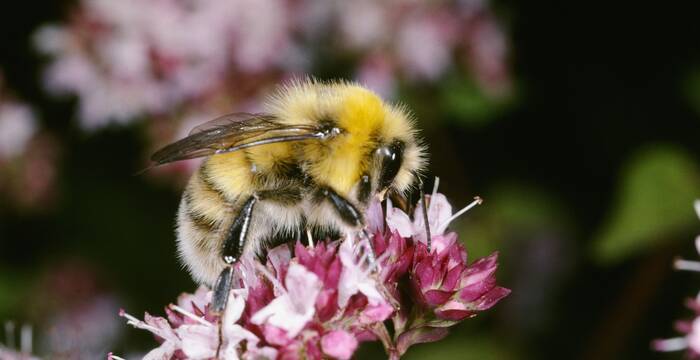 Hummeln (hier die Helle Erdhummel) gehören zu den wenigen staatenbildenden Wildbienenarten (Foto: Albert Krebs).
