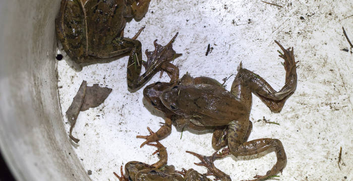 Seau de collecte avec différents amphibiens