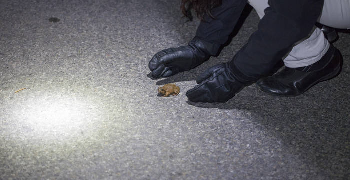 Un bénévole ramasse une grenouille rousse sur la route