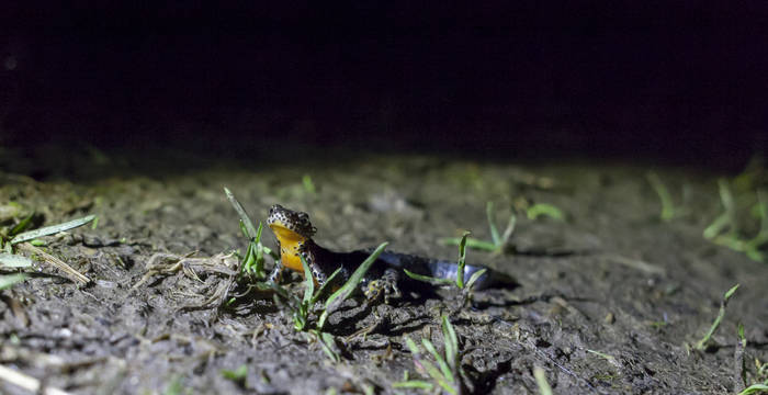 Un triton alpestre migre la nuit vers sa zone de reproduction