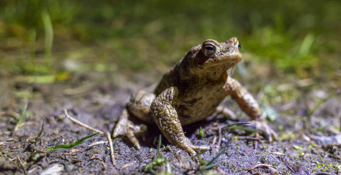 Un crapaud commun se déplace vers sa zone de reproduction