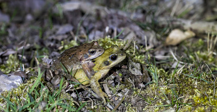 Deux grenouilles rousses en route vers leur lieu de reproduction