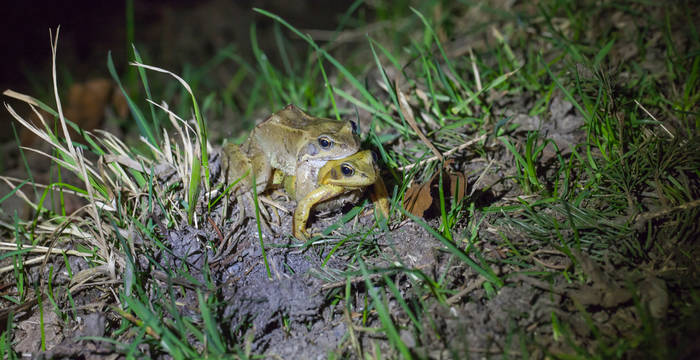 Grasfrösche auf Hochzeitsreise