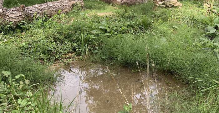 Neue Tümpel und Strukturen cr LBn