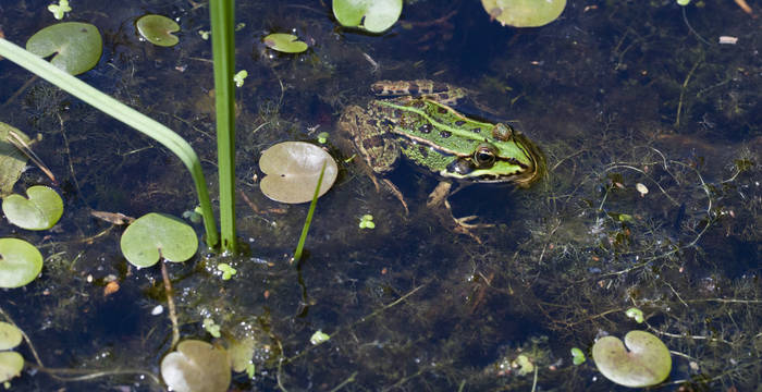 Une grenouille verte dans un étang