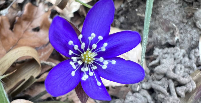 Tagesexkursion Frühlingsblumen am Berghang ob Bilten GL