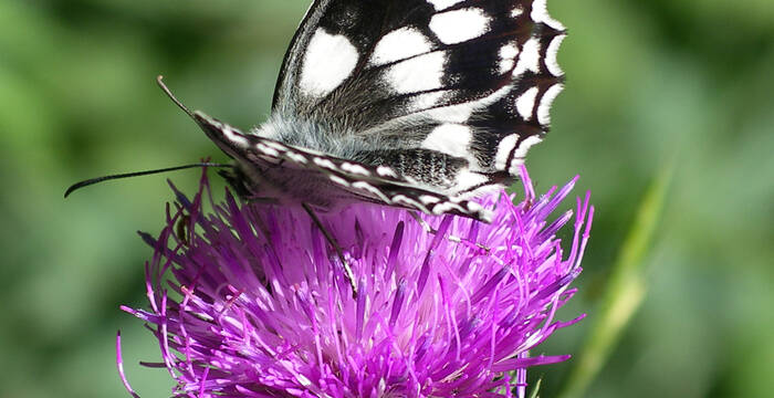 Schachbrettfalter auf blühender Distel (Bild: C.Huber)