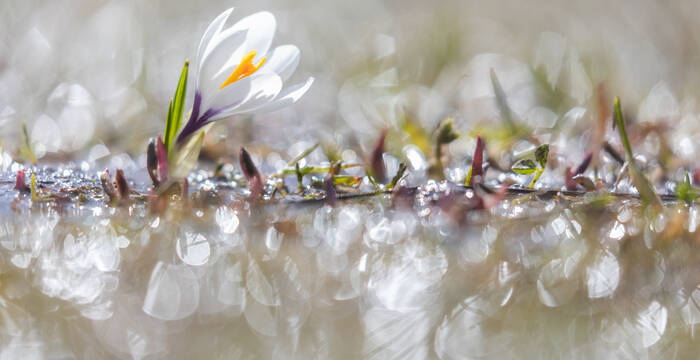 Printemps alpin