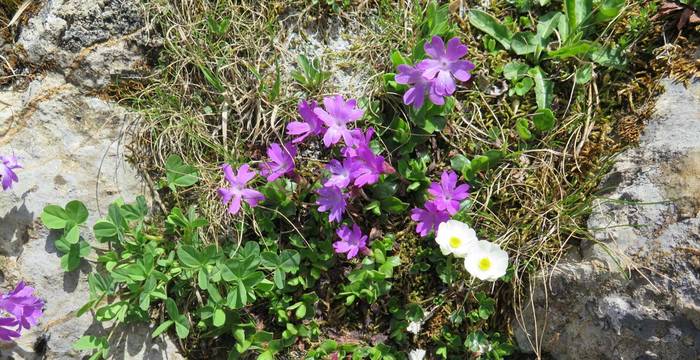 Tagesexkursion Alpenflora Gamserugg SG © Anne Traub, Per Pedes