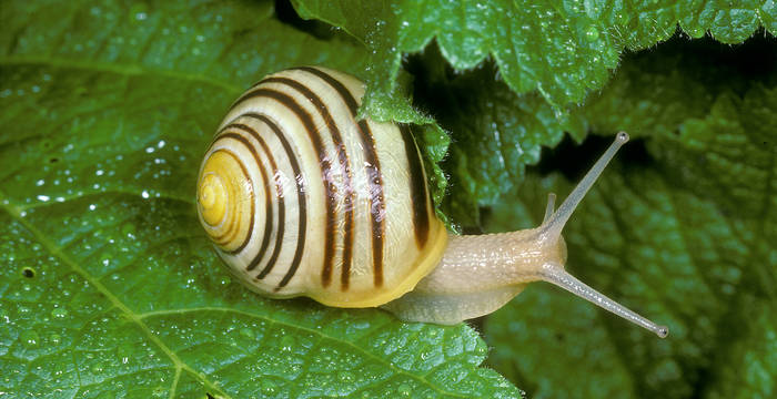 Bänderschnecke