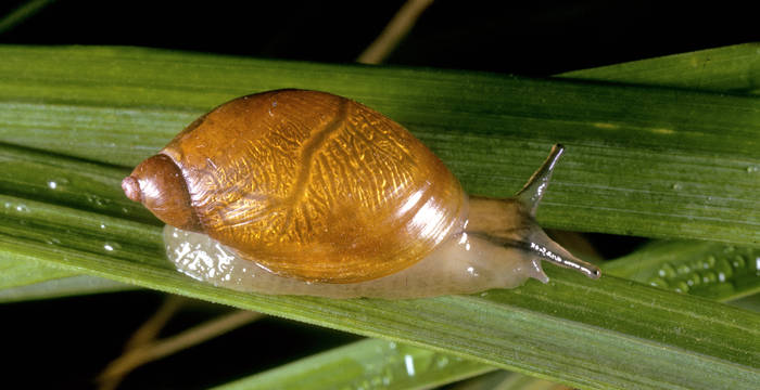 Escargot d'ambre