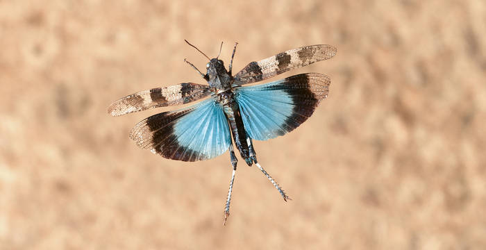 Die Blauflügelige Ödlandschrecke © F. Perseke