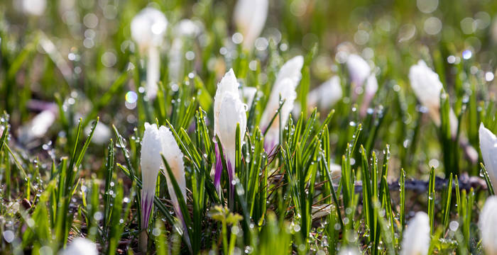 Le crocus au printemps en montagne © Matthias Sorg