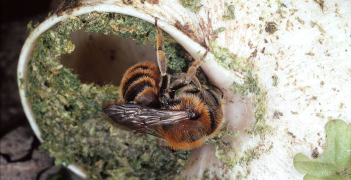 Une abeille maçonne à coquille d'escargot (Osmia aurulenta) ferme son nid de ponte avec du mortier végétal. Son nid de reproduction est une coquille d'escargot (Helix pomatia).